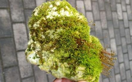 这种野生物，要善待保护，它的珍贵值得重视，在农村一般很难碰见