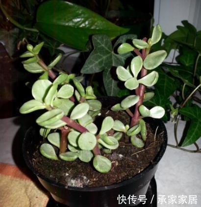 虎皮兰：盆栽4种“健康花”，空气新鲜、细菌少，养生人士首选，适应性强