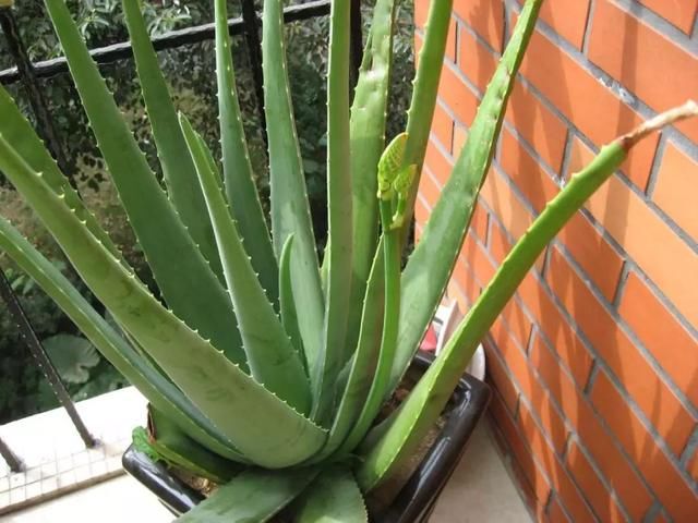 指南丨牛奶、柠檬能美白?这9个民间谣言你还要信多久?!