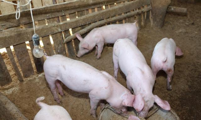  [取消]生猪禁养取消，农民可以像过去那样建养殖场不妨听听专家