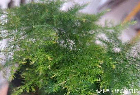 「新芽」文竹不长新芽问题可能出在“4个地方”,做对了很快爆盆