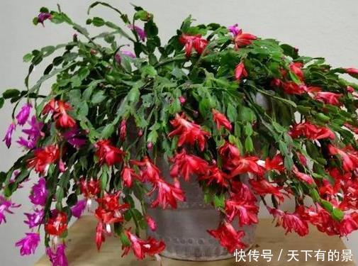 『亲授』40年老花农亲授经验,养这4种“少浇水”,反而长得旺、开花多