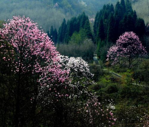 如果四川迁移省会城市！哪些城市最合适呢？这两座城市呼声最高！