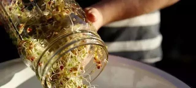  「雅致」播三五盆清新雅致的芽苗菜盆栽，靠自己的双手，尝尝春天的味道！