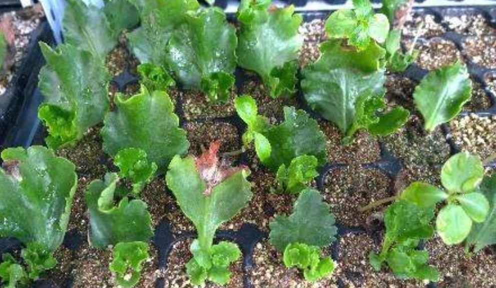  「修剪下来」家里养6种花，摘片叶子就能插活，学会了越养越多