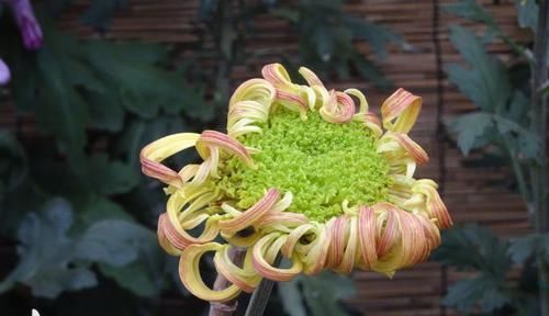  「奇葩」喜欢菊花，首选“珍贵绿菊”滦水奇葩，黄瓣绿芯，淡雅秀丽！