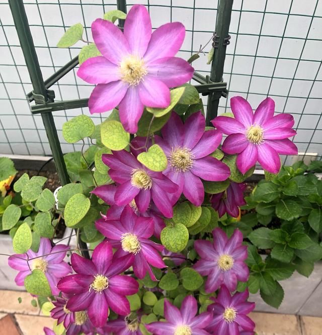  【品种】此款铁线莲花，开花早，花期长，花色美丽，养护容易，很值得拥有