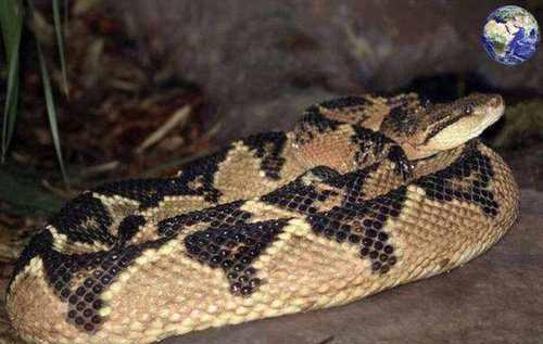 世界上最大的蛇 毒性图片