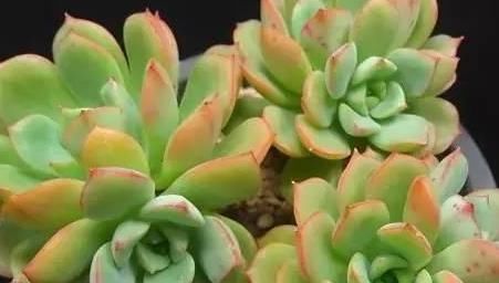  『静夜』这20种美丽的多肉，竟都是静夜的后代！静夜还真是个多情种呢！