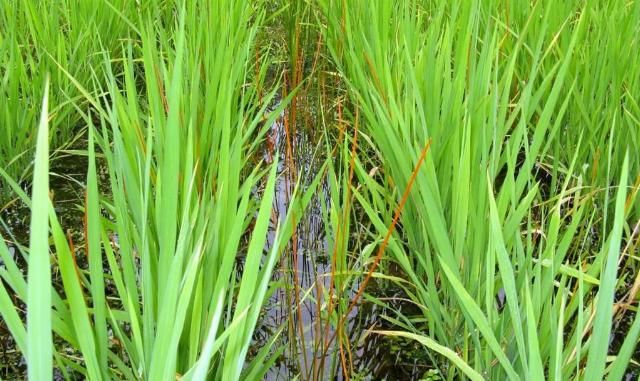  荸荠■地里一杂草，以前农民挖不绝，现在想吃靠买，价值很珍贵