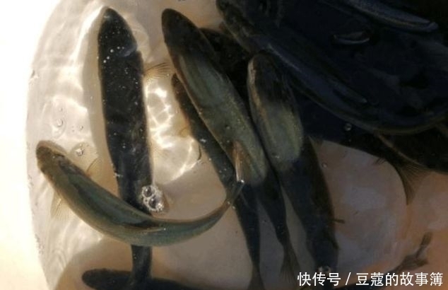 鱼鳞|世界上最古老的鱼类,深山老林才有,鱼鳞好吃,鱼肉自带香味
