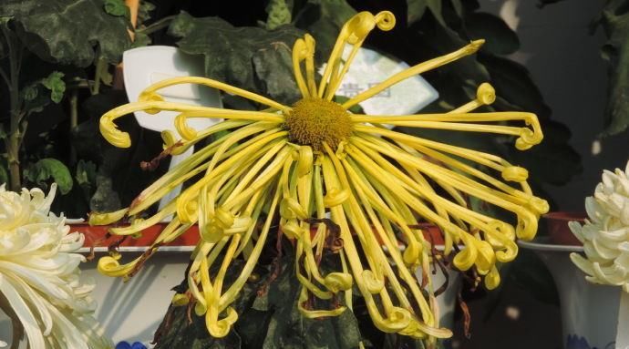  『洒脱』喜欢菊花，不如养盆“菊中稀品”盘龙金紫，飘逸洒脱，刚劲有力！