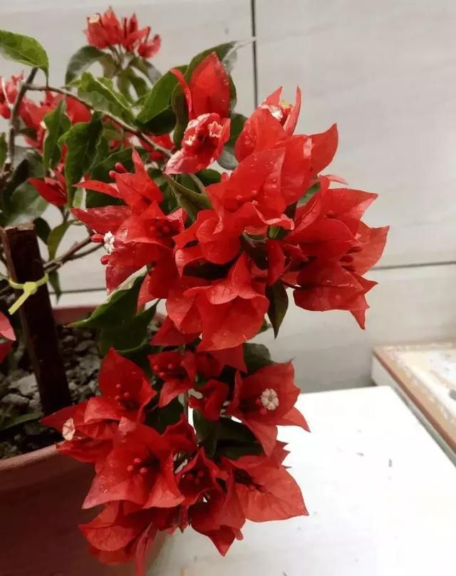 #三角梅#三角梅喜欢什么土壤?“酸性”土壤别忘记,开花多