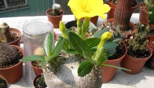  「种多肉植物」这些多肉植物非常珍贵，甚至有的从来没见过，你认识几种？