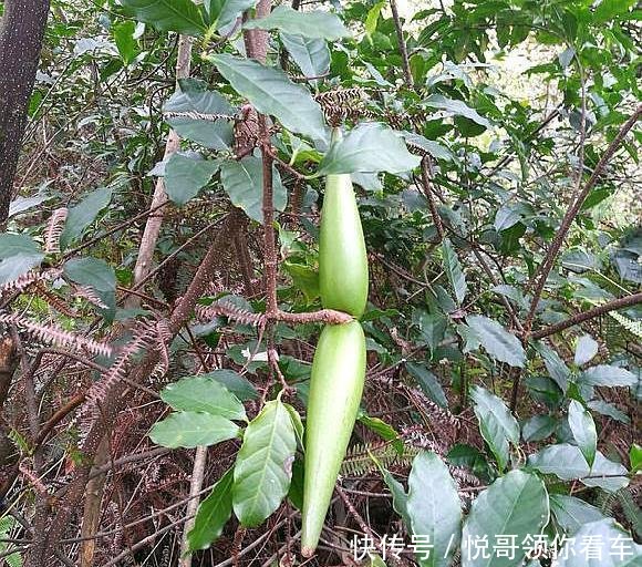 『有大』果实似羊角,外形独特,人称“断肠草”,遇到别去摘,全株有大毒!