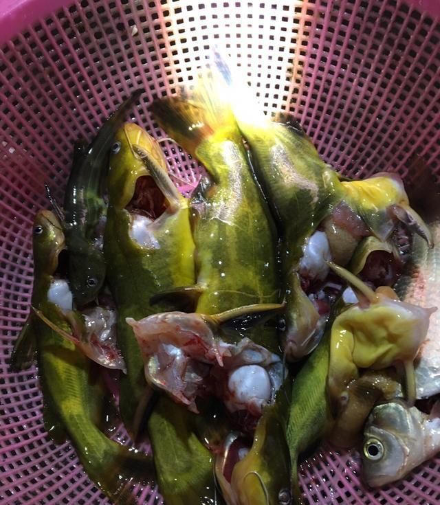  一小■秀一小拔鱼获，亲自动手钓上、剖洗、再黄焖