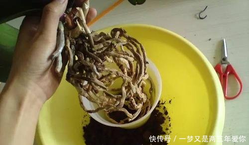「白白」蝴蝶兰开完花就扔真是大土豪,白白捡了一箩筐,修剪一下又开花