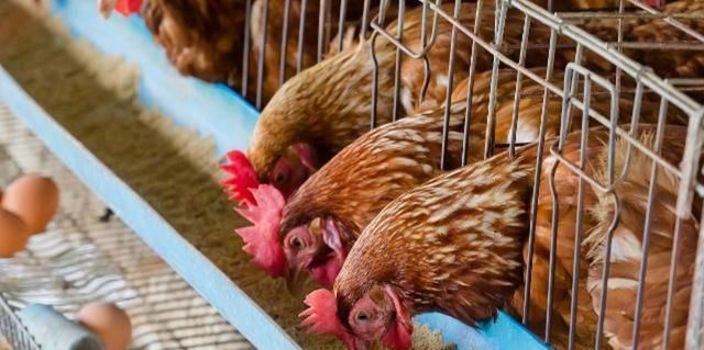  『劳症的发生』蛋鸡养殖过程中，笼养鸡产蛋疲劳症是怎么发生的，如何防治该病