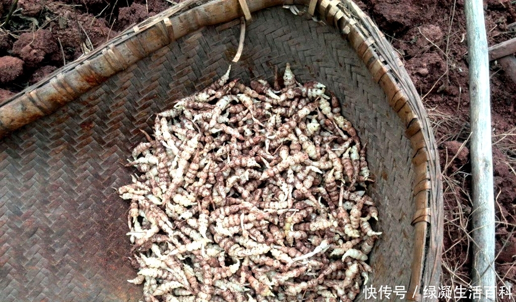  种植■土地里的“人参”价值大，专家大力推广，农民为何不愿意