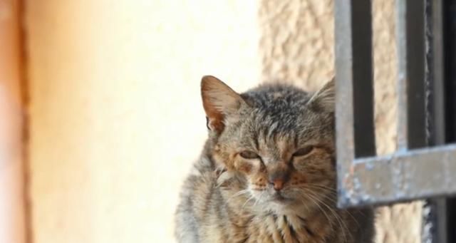  【奶奶】瘦弱老猫流浪多年，因一碗剩饭而“隐居”村庄，每天凌晨叫醒奶奶