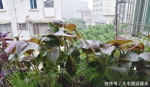  [竟然]这两种野草和配菜，在花盆都能长得很茂盛，竟然浑身是宝