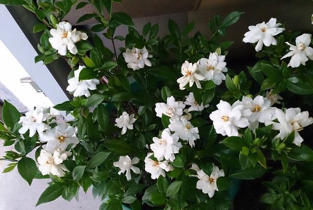 栀子花@栀子花黄叶?不用硫酸亚铁,一个小方法,7天就治好