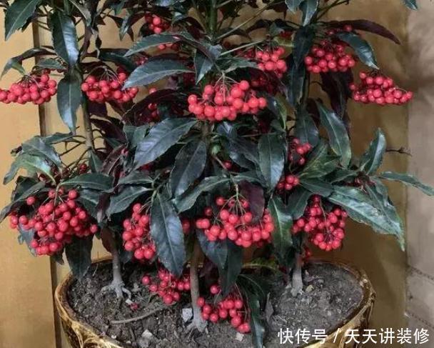  室内@书房盆栽绿植选什么好？此4款好看又好养，摆在室内对健康有益
