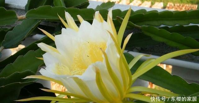  【人称】农村一种花朵，可观赏可入药，人称“霸王花”，你们认识吗？