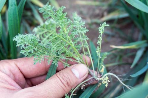 麦地这野草，农民看到就犯愁，殊不知浑身是宝，营养不输荠菜