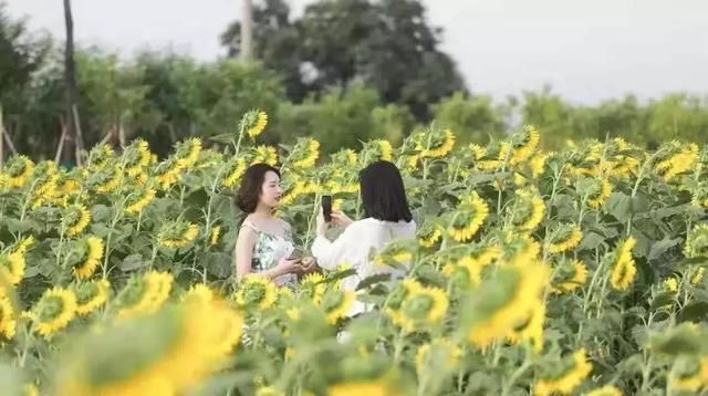 黄金九月楼观的花海开啦！赏花海、品花宴，全都不能错过！