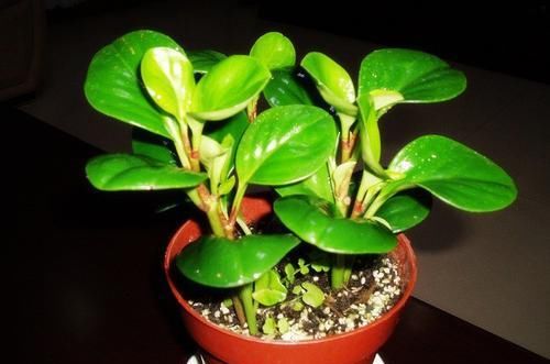  分株：你知道碧玉花怎么繁殖吗？这两种简单的方法，新手也可以操作