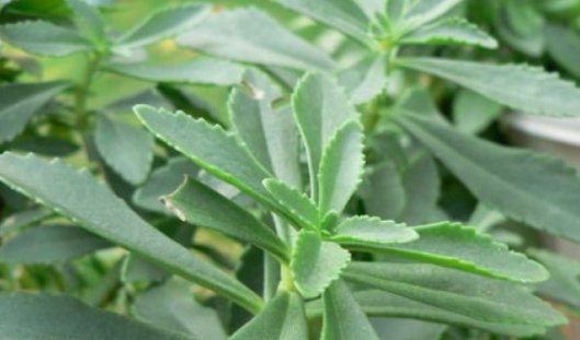 农村随处可见的野菜，被人们称为“救命草”，20元只能买一斤