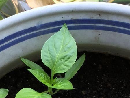  『锦簇』开花锦簇美不胜收，翠蝶花养护起来真简单，做成盆景真好看！