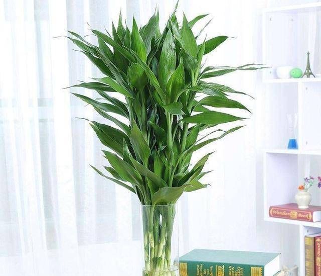  种植物@这种花在水培中生长得更好
