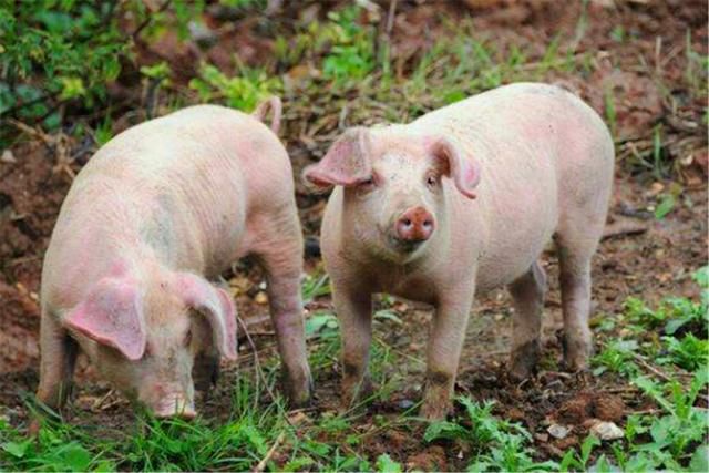 农村俗语：“二月没九，饿死猪狗”，啥意思？今年二月有没有九？