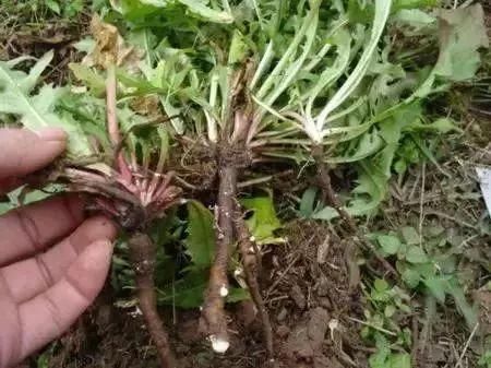 人民日报：这是健康领域最大的谣言！你上当了吗？