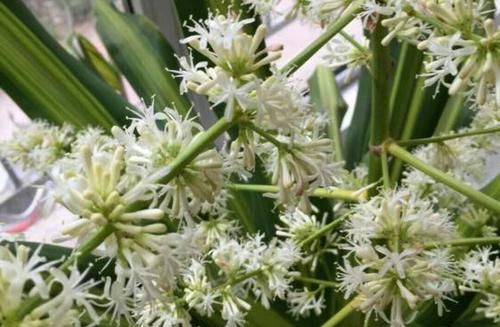  『适合』龙血树属观叶植物也门铁的2种扦插繁殖方式，总有1种方法适合你