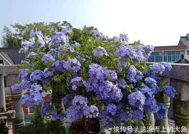  「值得」耐热植物“蓝雪花”，夏天也开花，花期超长，种植简单，值得栽培