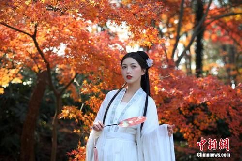 南京紫金山“枫”情万种醉游人