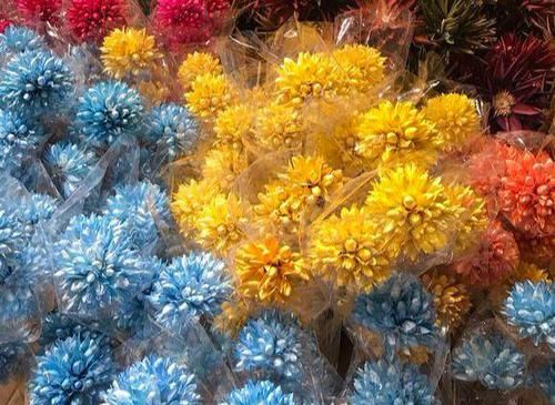 『延长』长寿花开花后，做好3步，又延长花期，让你看个够
