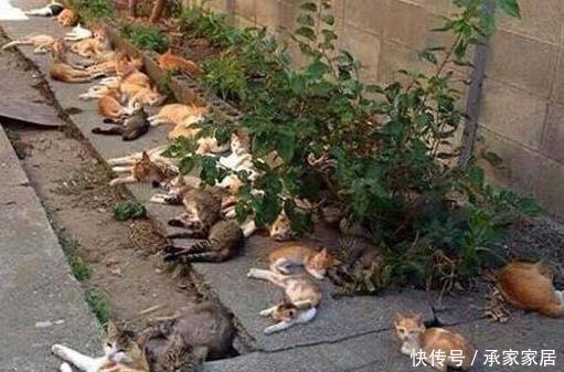  男子■男子院子里栽了一种花草，次日看到这一幕吓呆了，像极了非法聚集