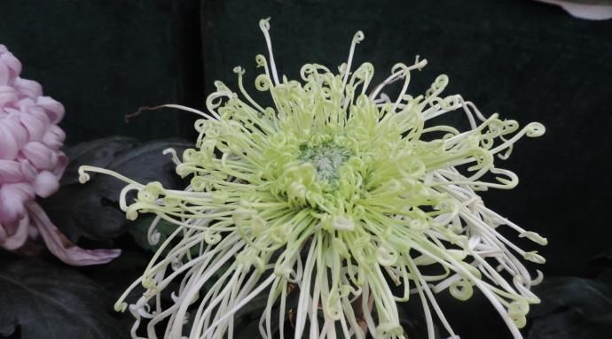  【脱俗】喜欢菊花，就养盆“珍奇绿菊”绿窗纱影，清新脱俗，优雅可人！