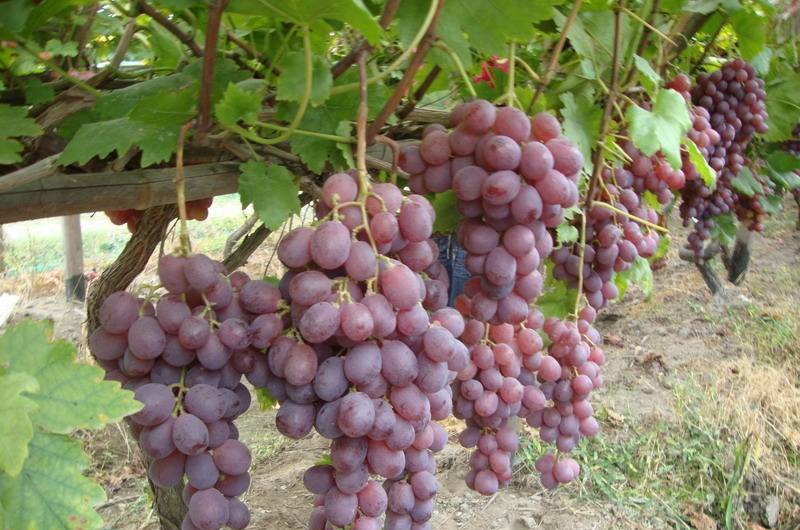 皇家秋天葡萄有哪些特点，皇家秋天葡萄品种适宜在哪里种植