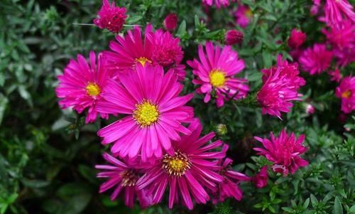  『著特点』带你认识“8种菊花”，个个花期多变，美丽好养，您都见过吗
