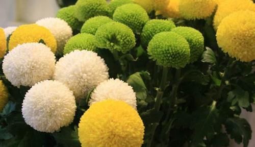  『著特点』带你认识“8种菊花”，个个花期多变，美丽好养，您都见过吗