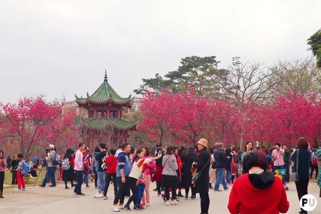 靓！佛山周边1500株樱花已盛开，最美的春天在这里~