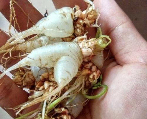 『根茎』它的根茎肥大、健壮,人称“斑鸠酸”,采挖后保存,价值高、珍贵