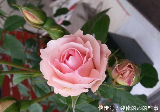 光照■阳台养花就养盆它,喜欢光照还耐晒,夏天也能开花不断,适合新手