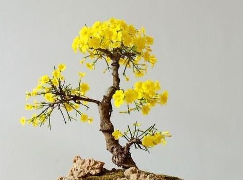  花苞：养迎春花，开花后这样处理，第2年花苞多、开花旺，否则别后悔