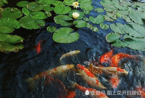  『鱼戏莲叶』想要去除塘里荷叶又不伤水草！这三个办法最适合！